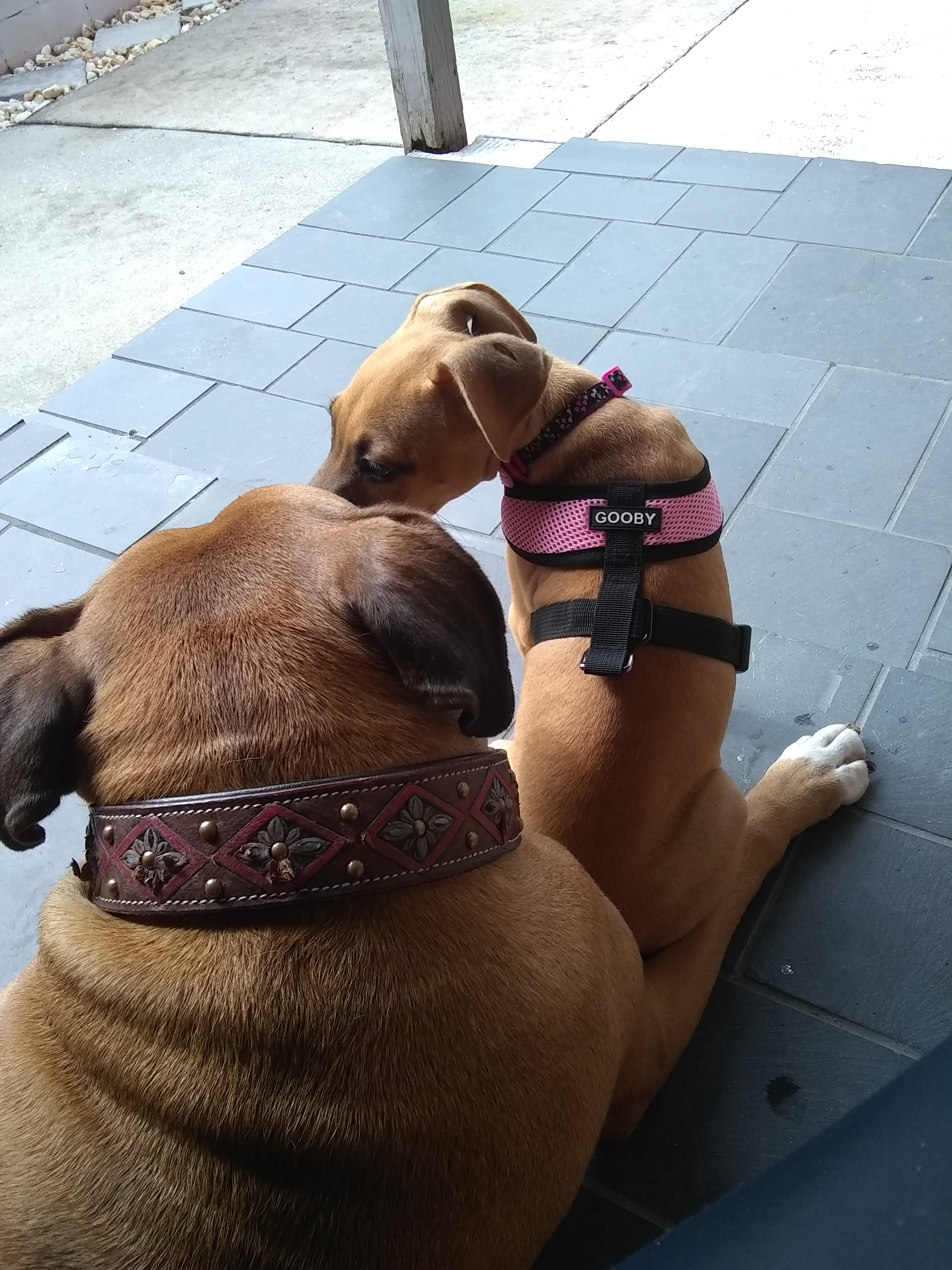 KENNEL FREE boarding & doggie daycare