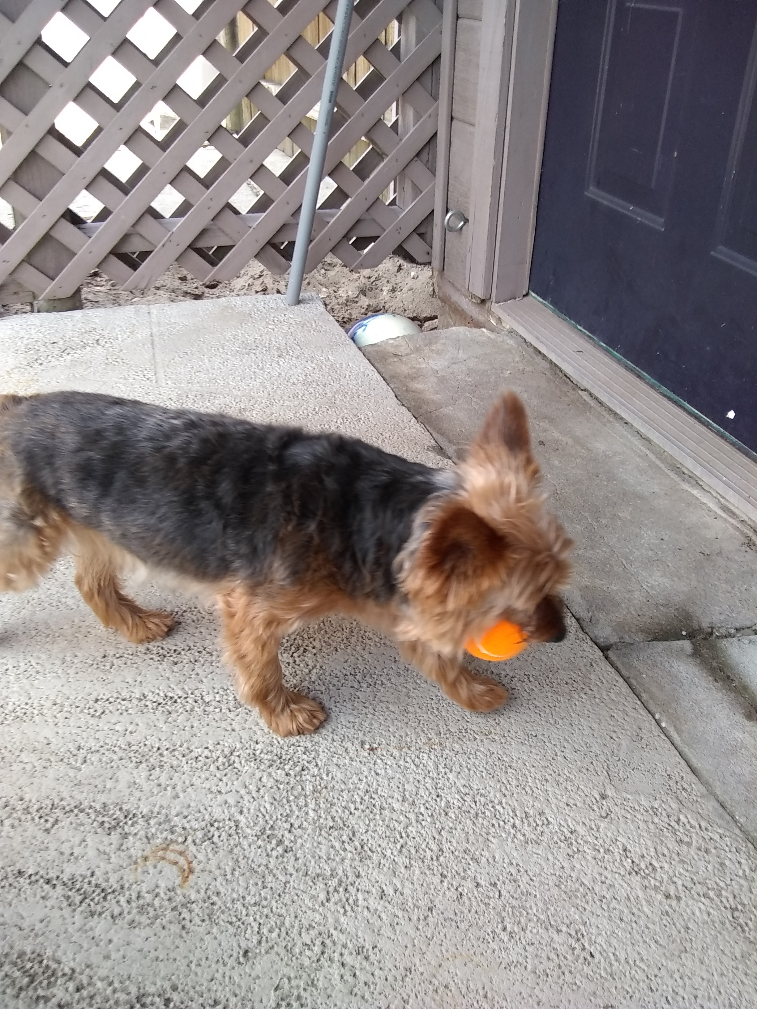 KENNEL FREE boarding & doggie daycare