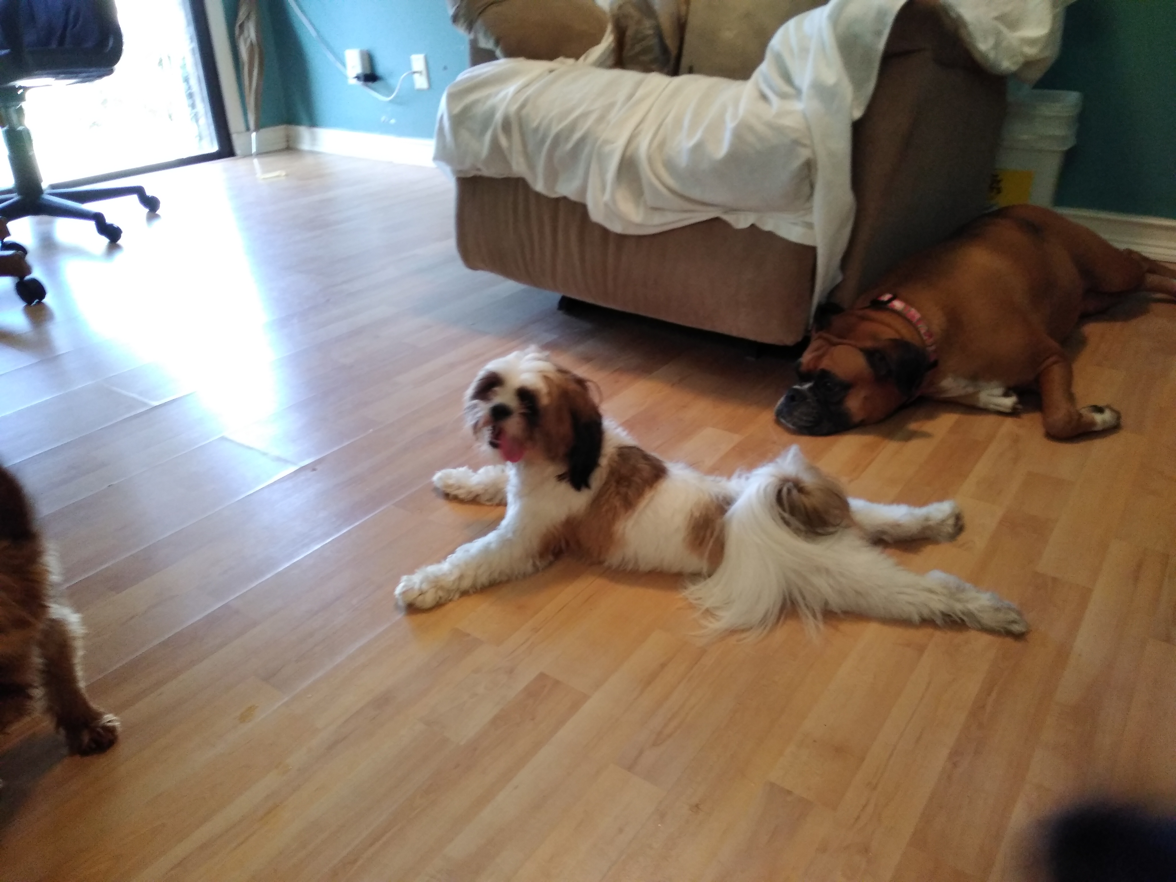 KENNEL FREE boarding & doggie daycare
