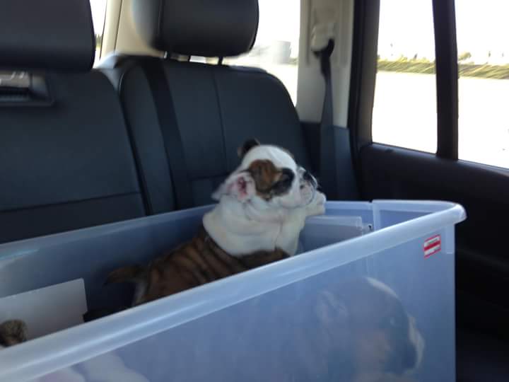 Pennysaver English Bulldog Puppies For Sale In Knox Tennessee Usa