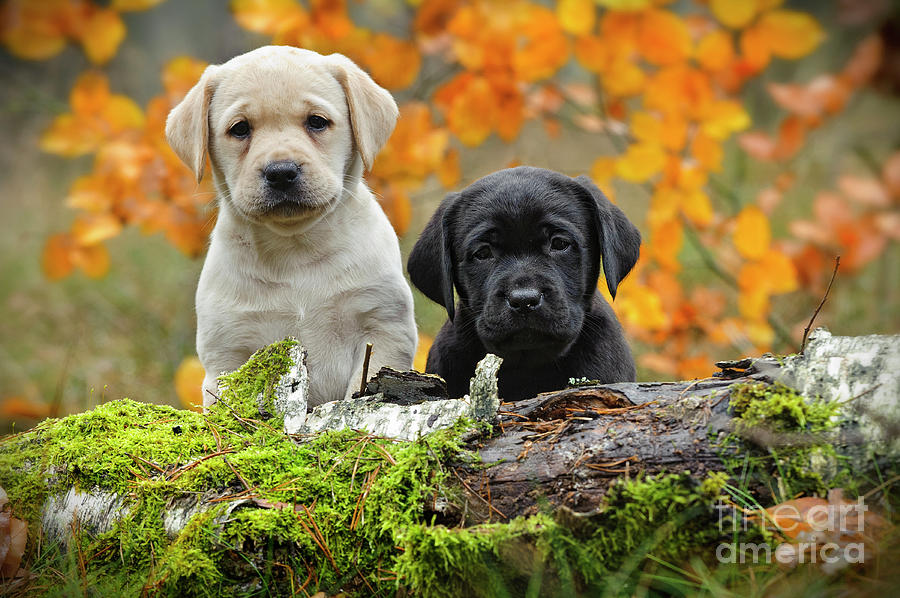 Labrador Puppies
