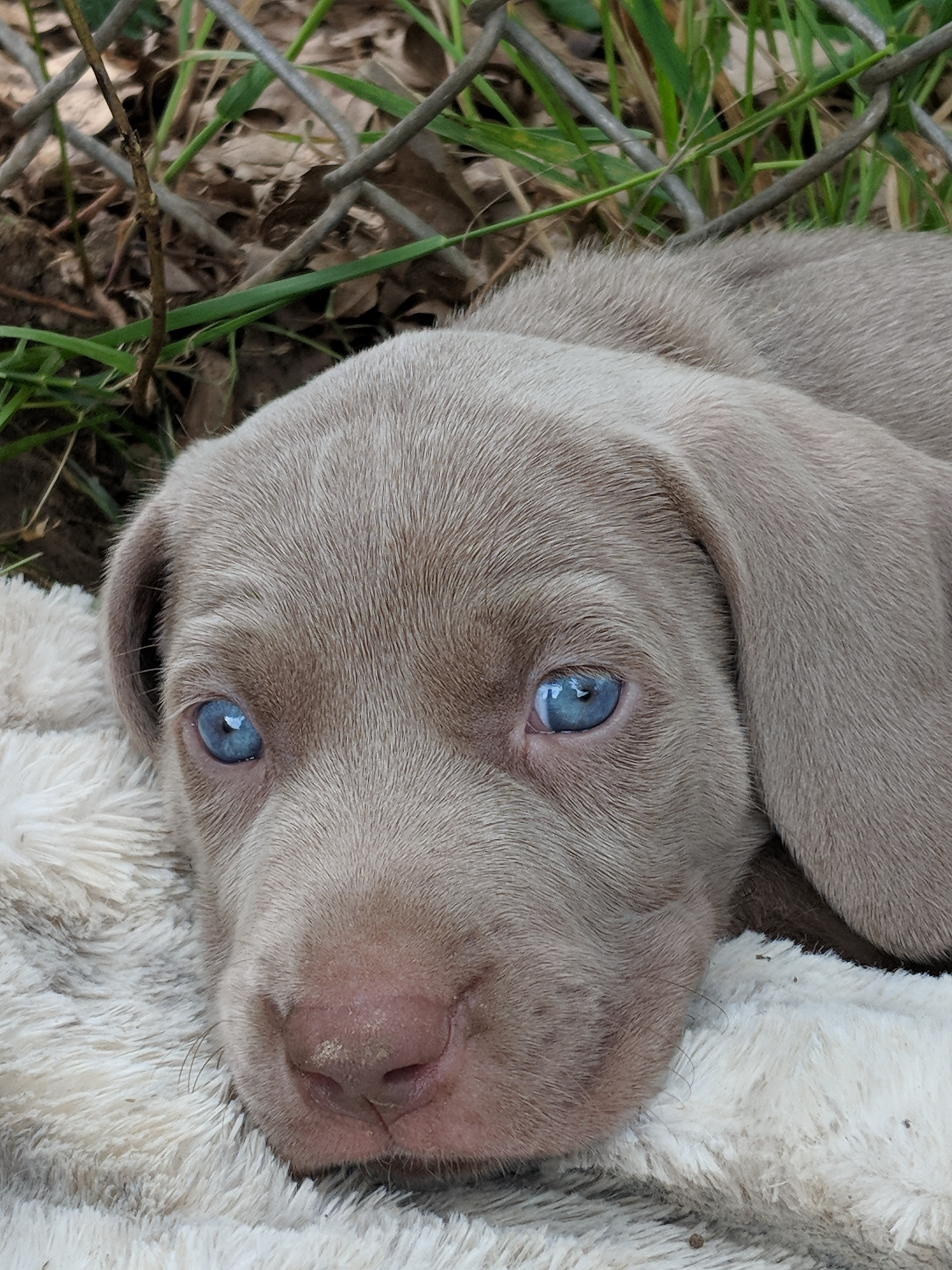 AKC WEIMARANER PUPPIES