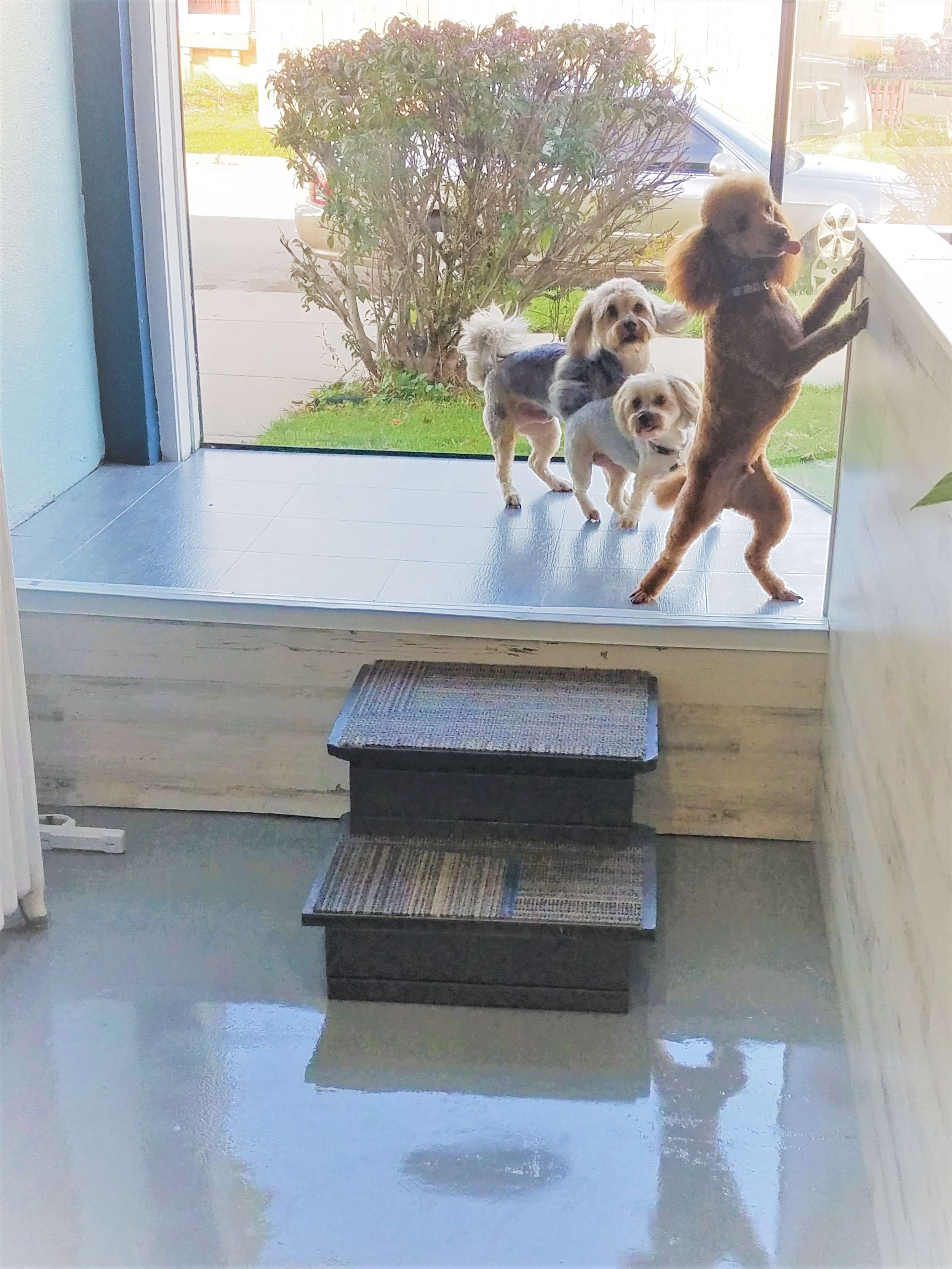 Paw Prints Grooming