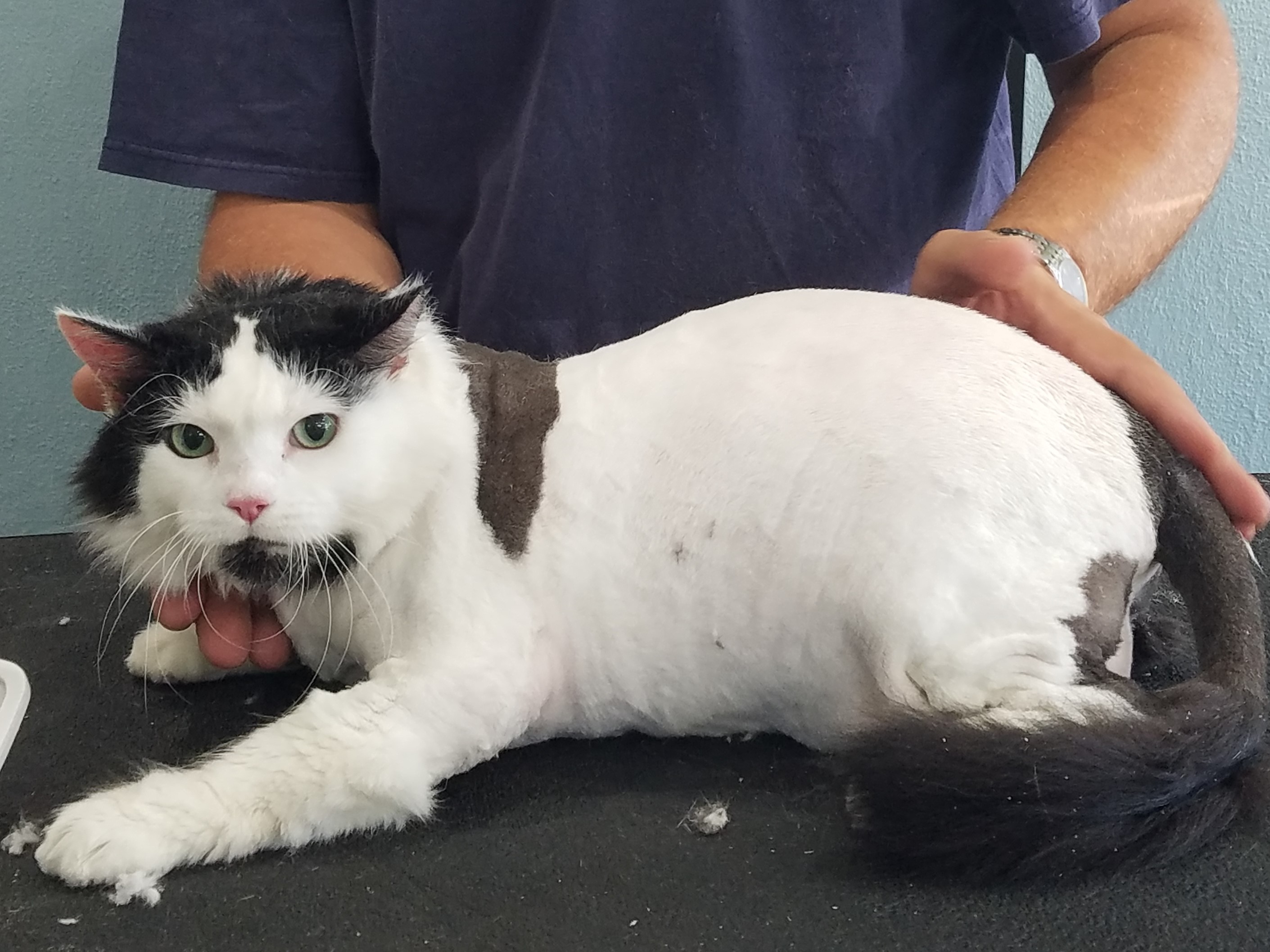 Paw Prints Grooming