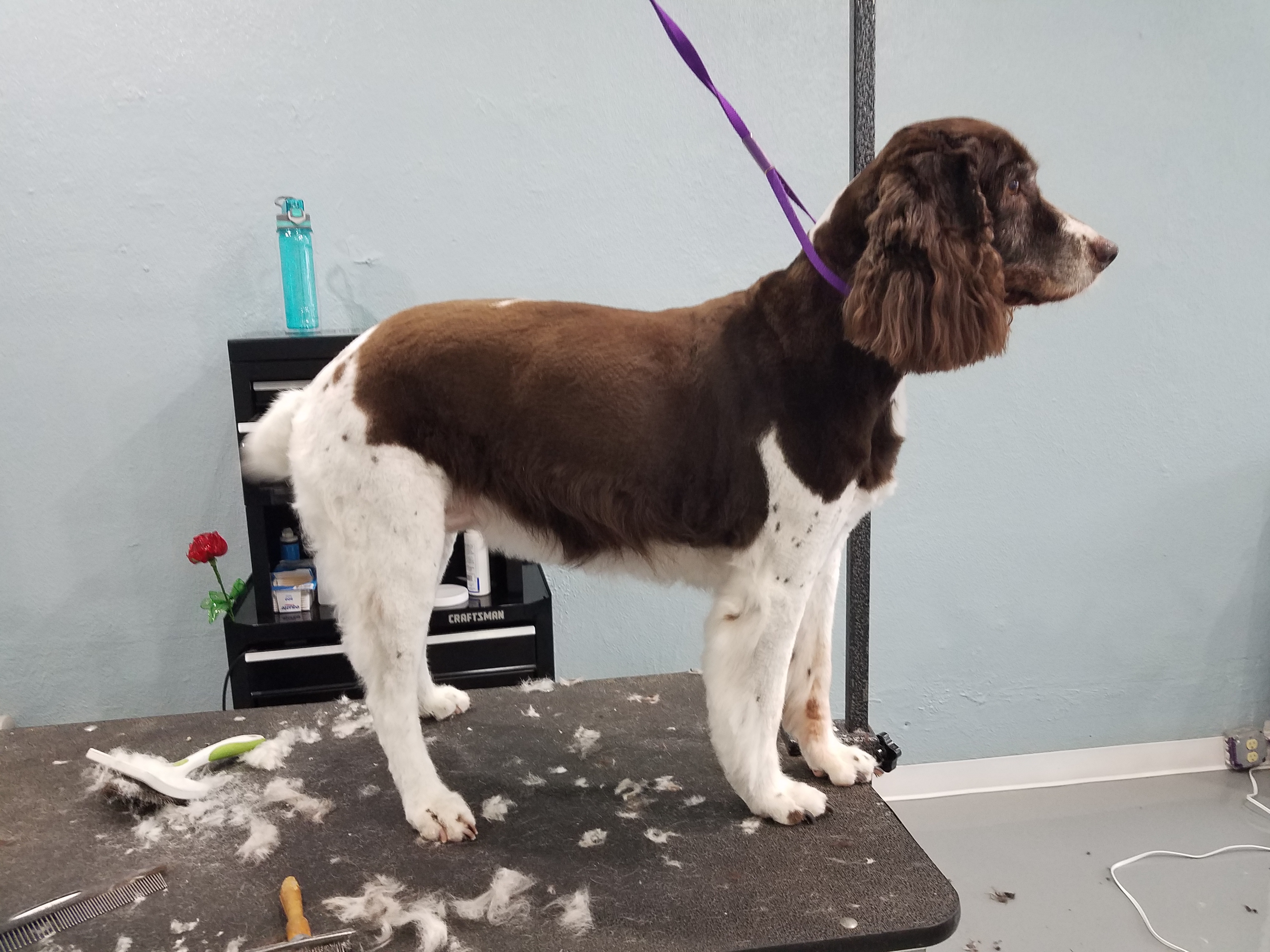 Paw Prints Grooming