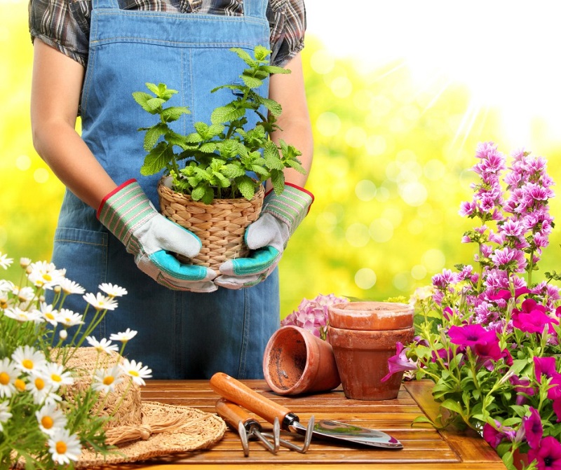 Supply of indoor and outdoor plants in landscaping