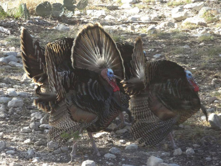 Texas Hill Country Hunting Properties - Game Preserve Land for Sale