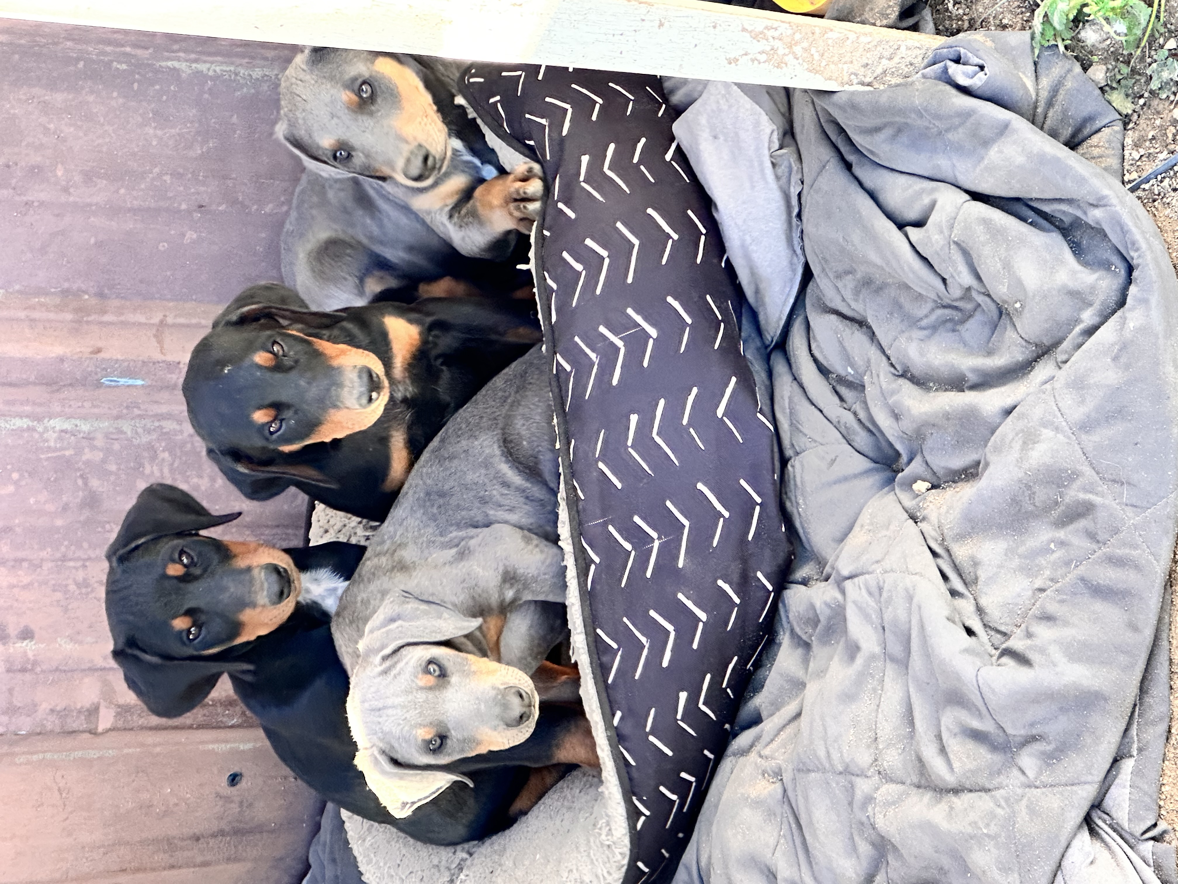 Doberman puppies