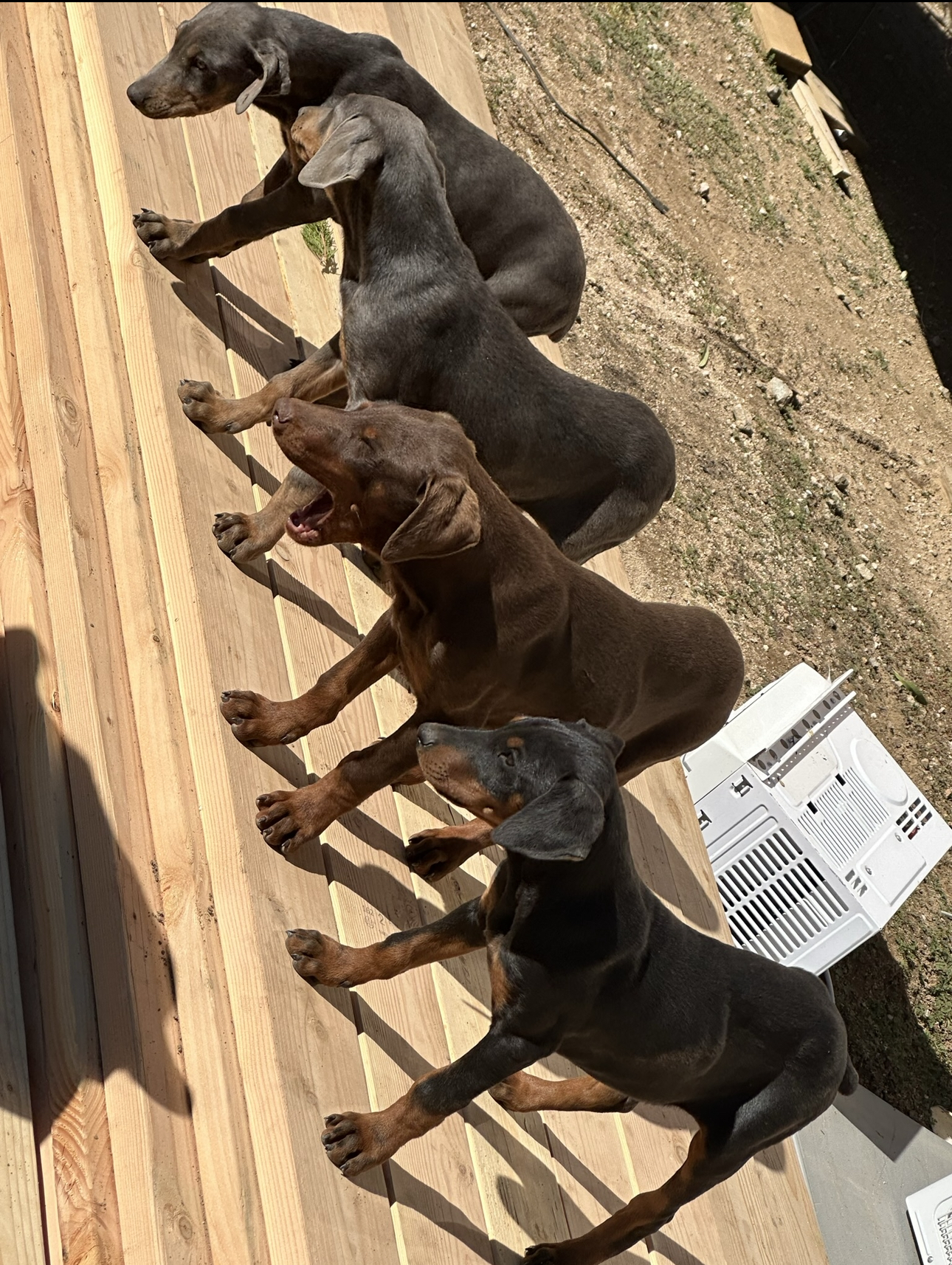 Doberman puppies