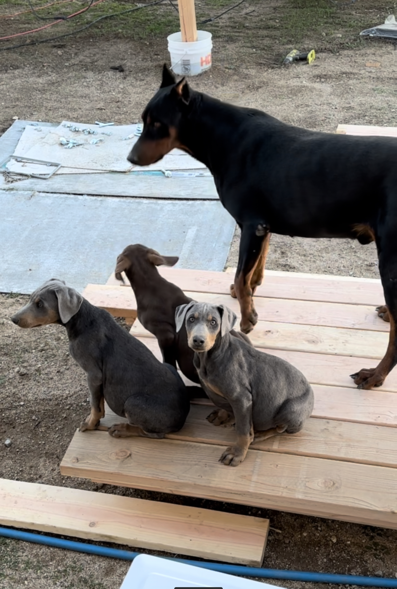 Doberman puppies