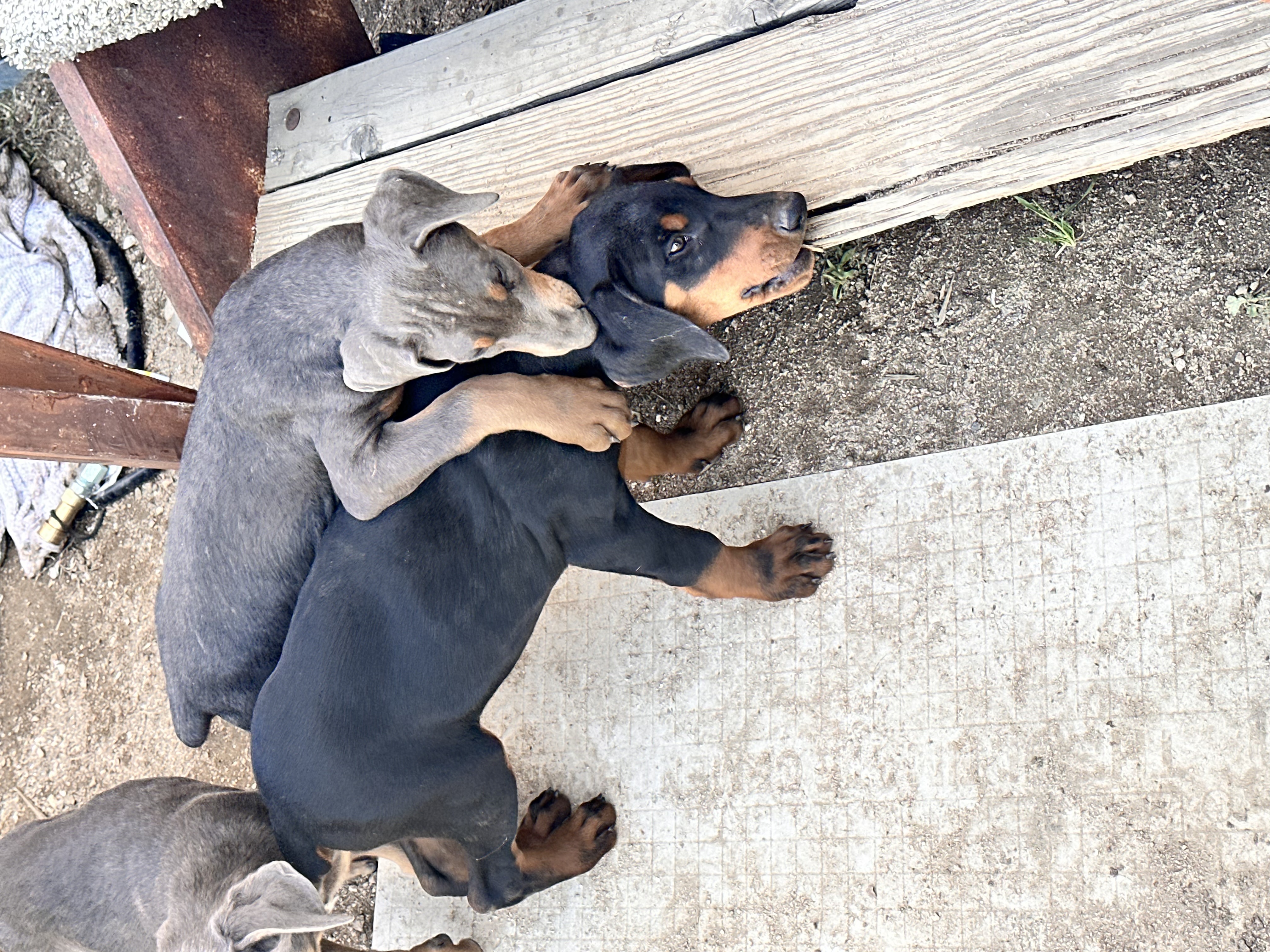 Doberman puppies