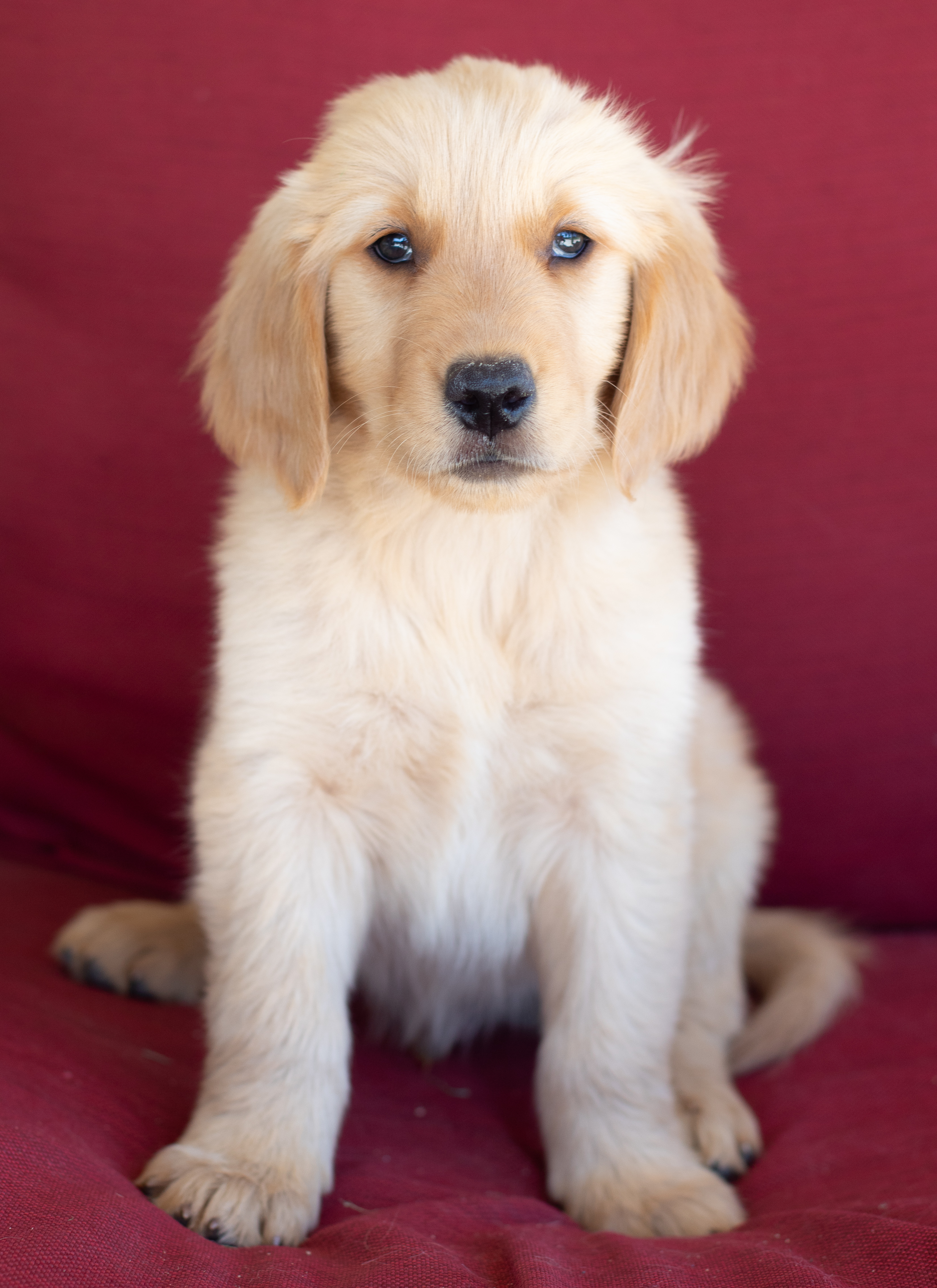 PennySaver | AKC Golden Retriever Puppies in San ...