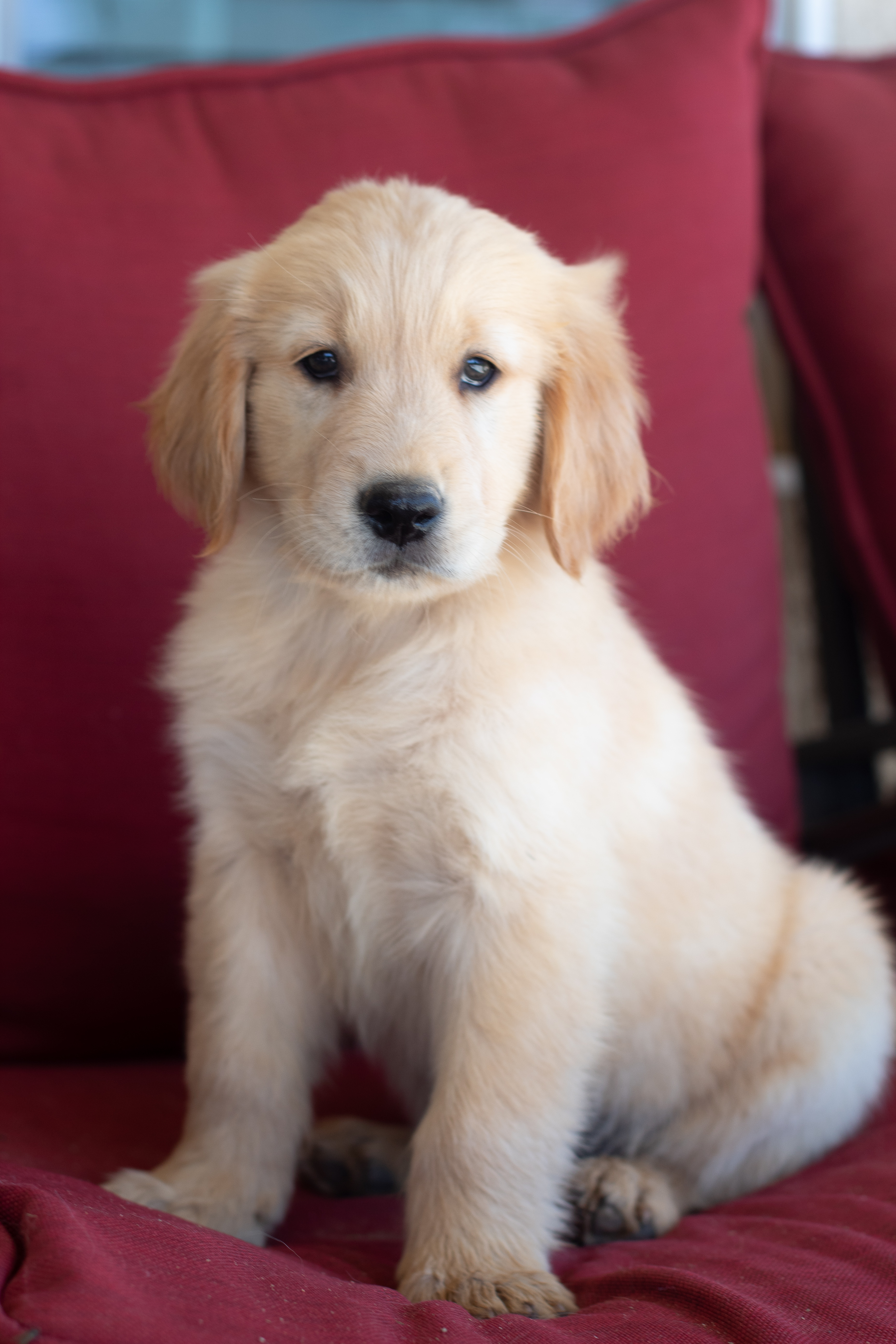 PennySaver | AKC Golden Retriever Puppies in San ...