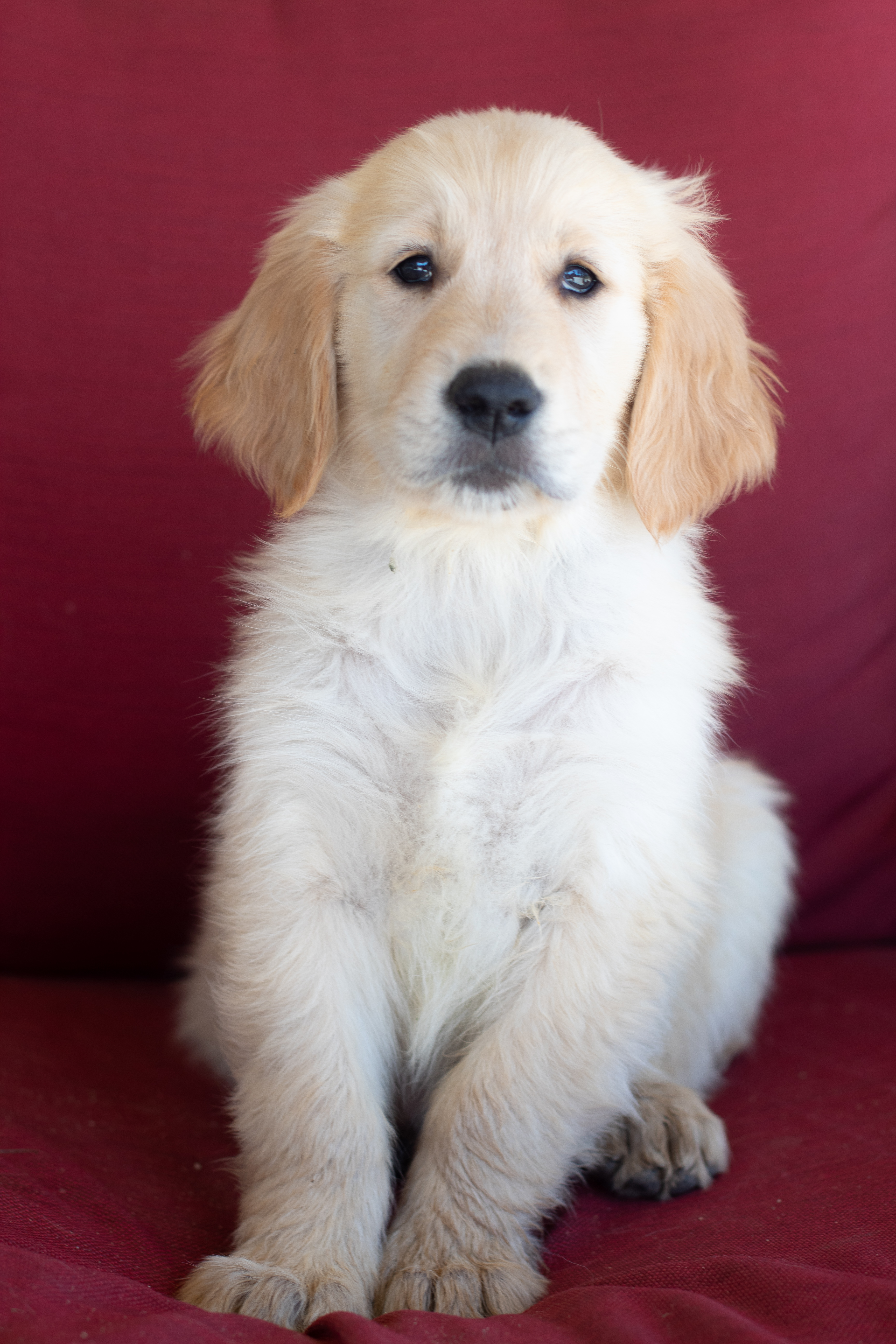 PennySaver | AKC Golden Retriever Puppies in San ...