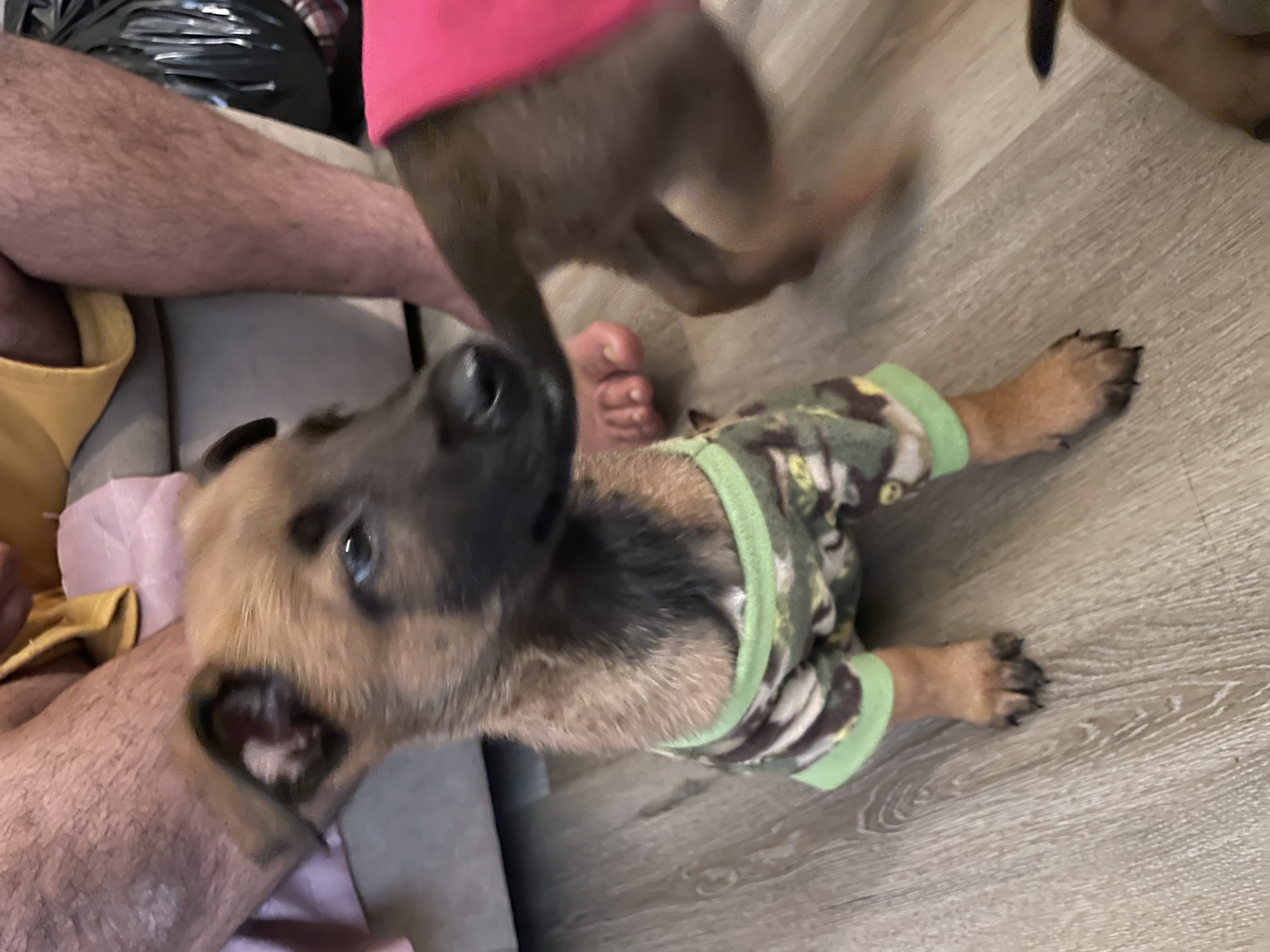 belgian malinois