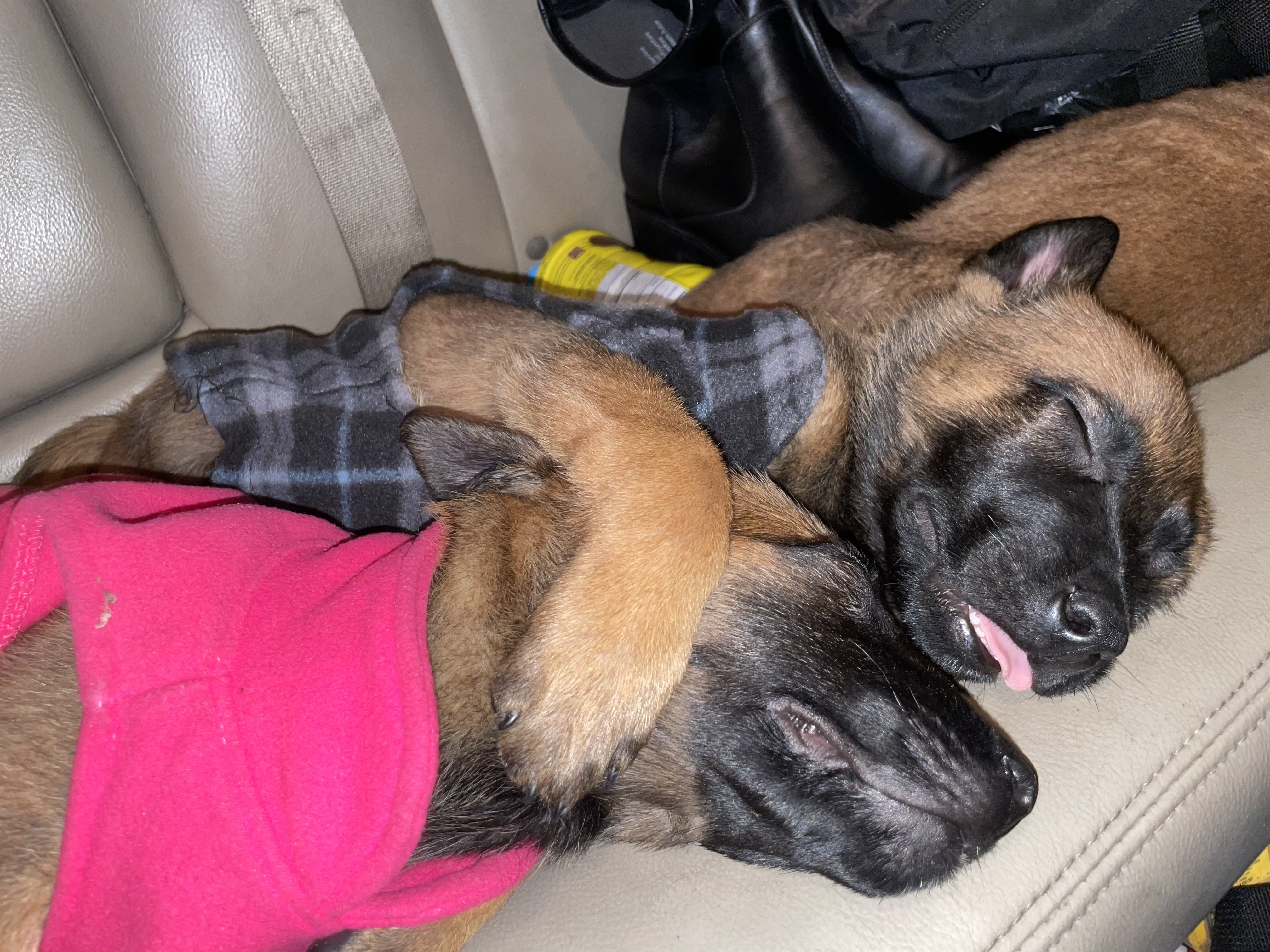 belgian malinois