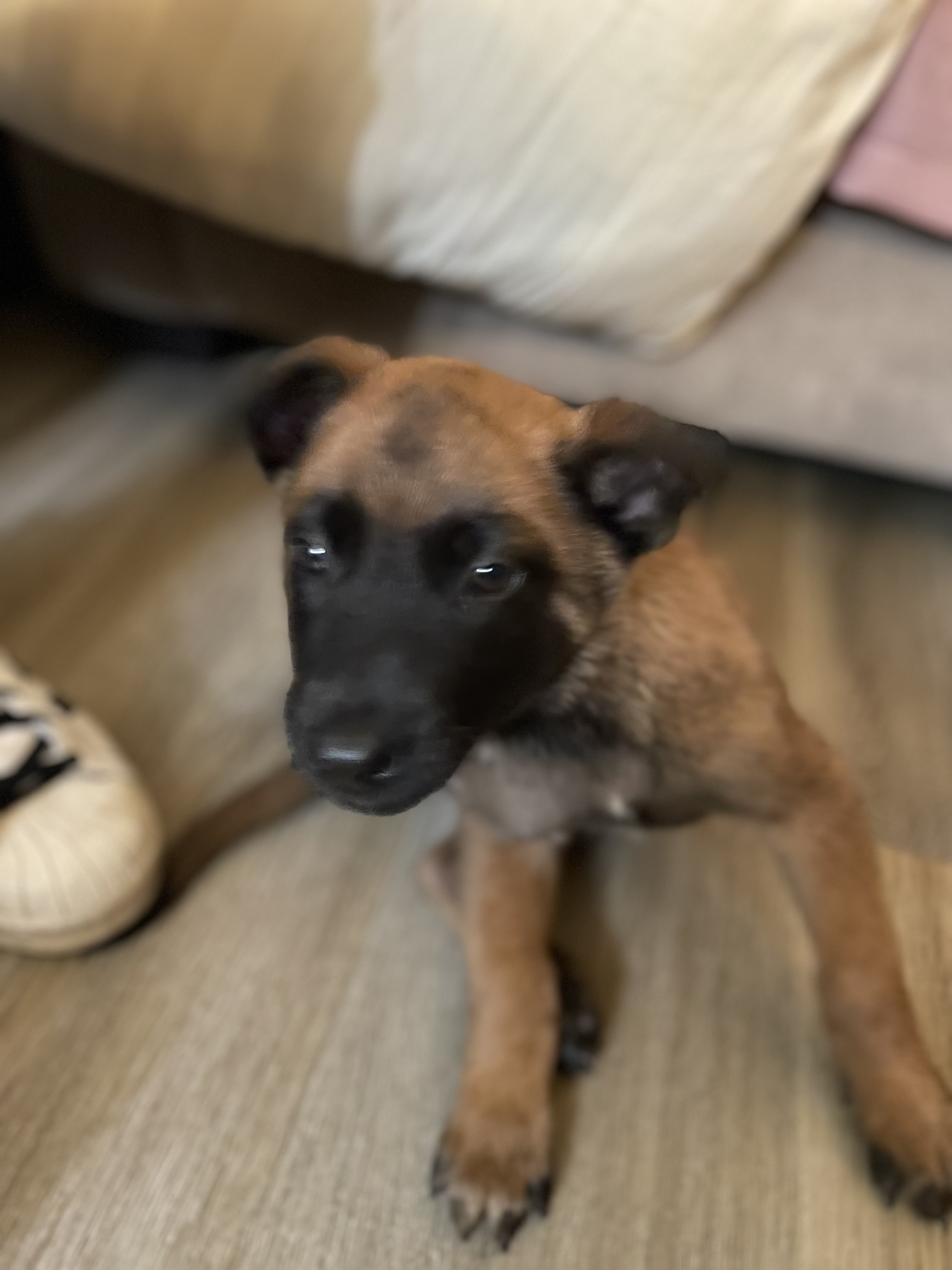 belgian malinois
