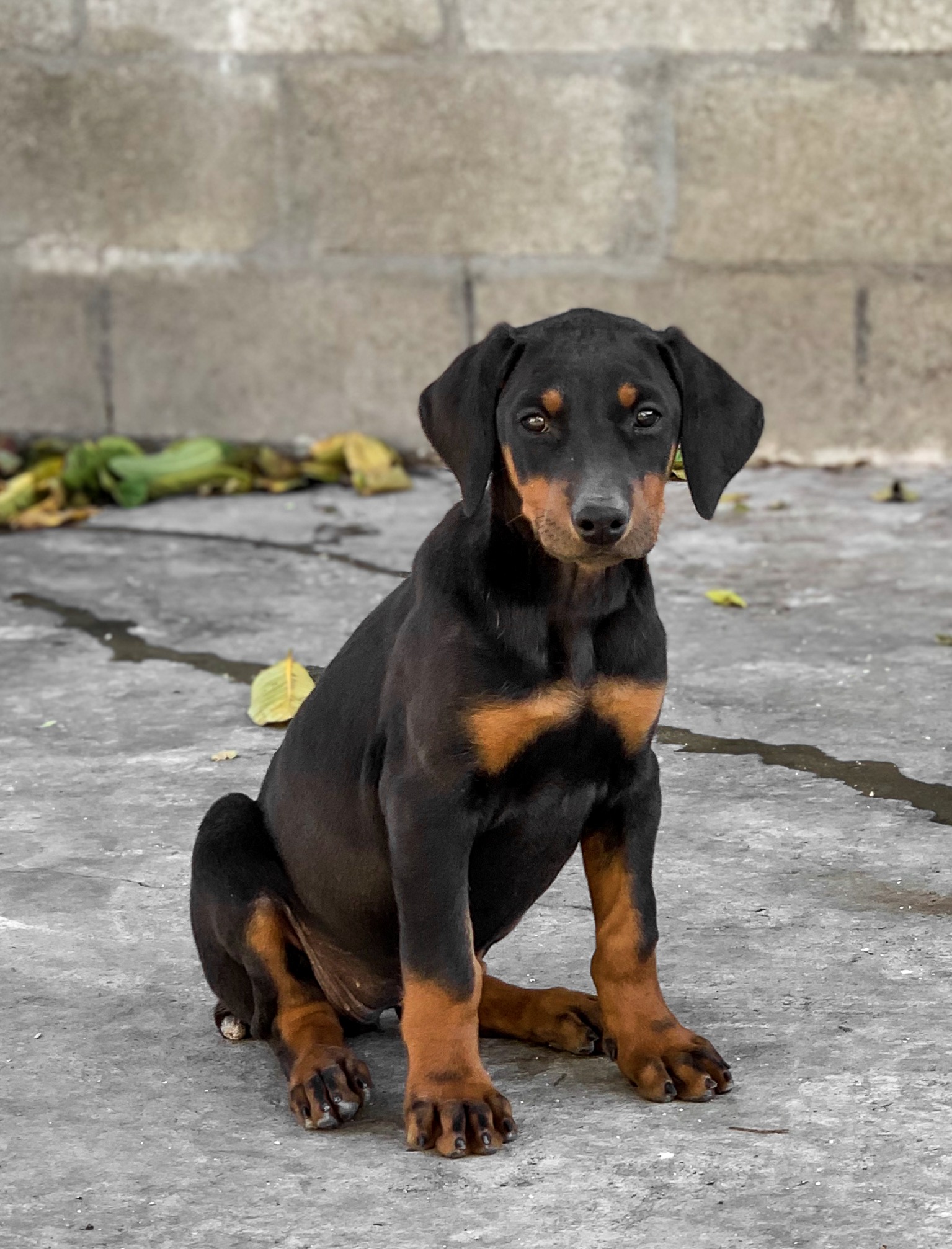 PennySaver | Female Doberman Puppy in Arkansas