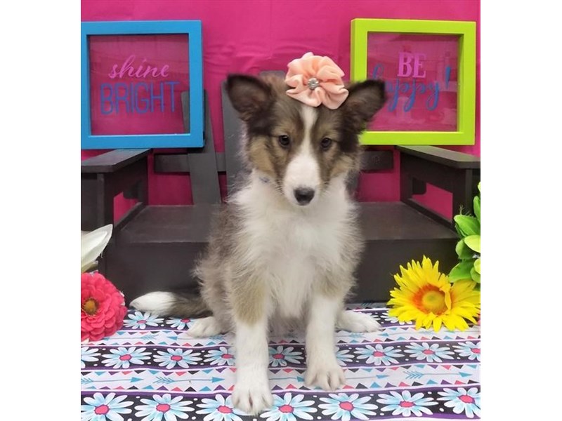 Super Sweet Shetland Sheepdog