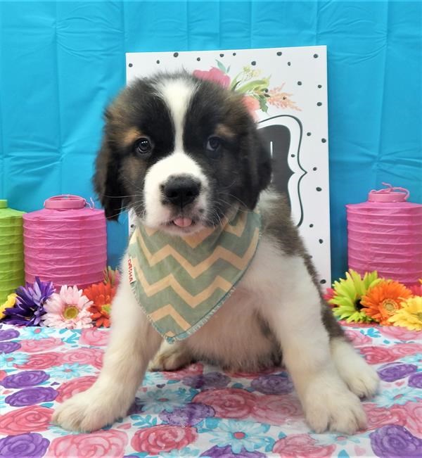 Big And Beautiful Saint Bernard puppy (male)