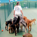 Dog Boarding Del Mar