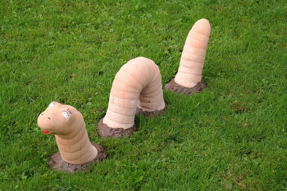 Red Wigglers For Sale
