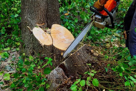 Tree stump removal service | Quality Tree Service Fremont