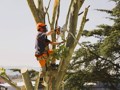 Tree stump removal service | Quality Tree Service Fremont