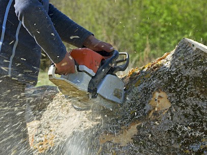 Tree stump removal service | Quality Tree Service Fremont