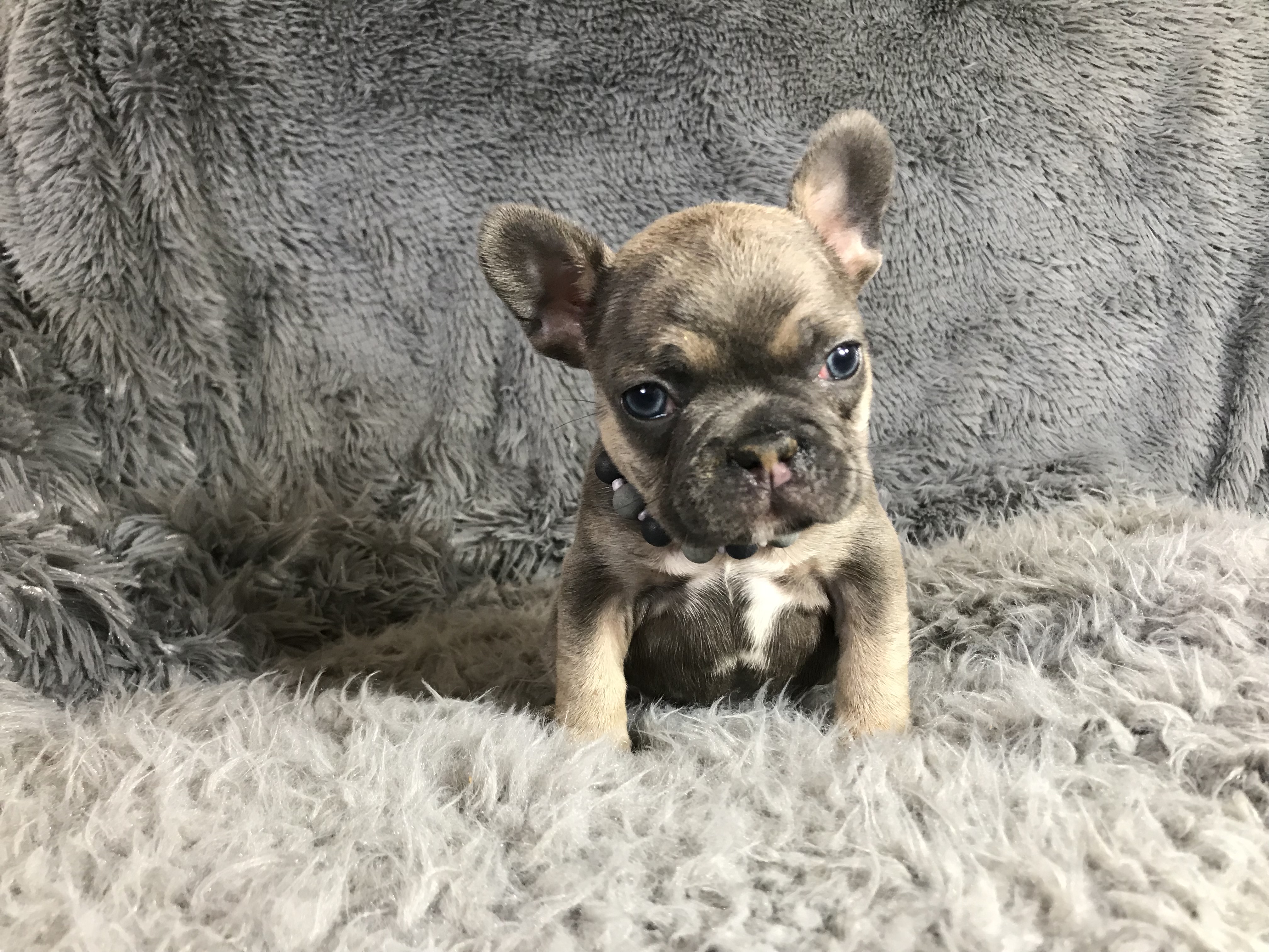 PennySaver AKC FRENCH BULLDOG PUPPIES in Riverside