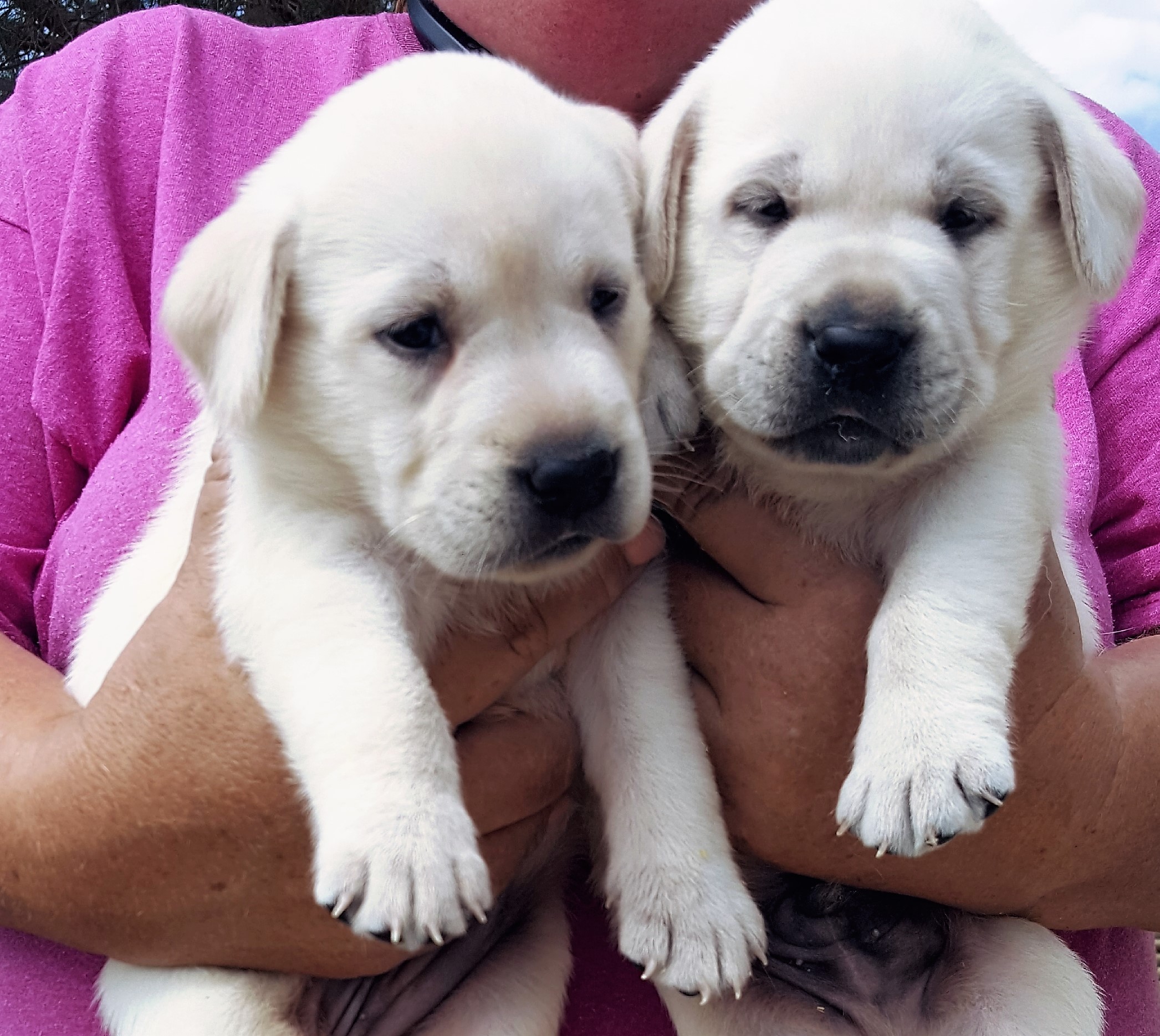 PennySaver | White English Labrador Puppies in Los Angeles, California, USA