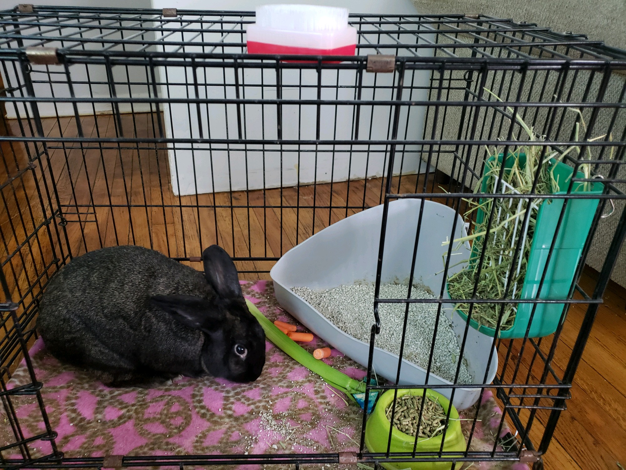 Rabbit for sale