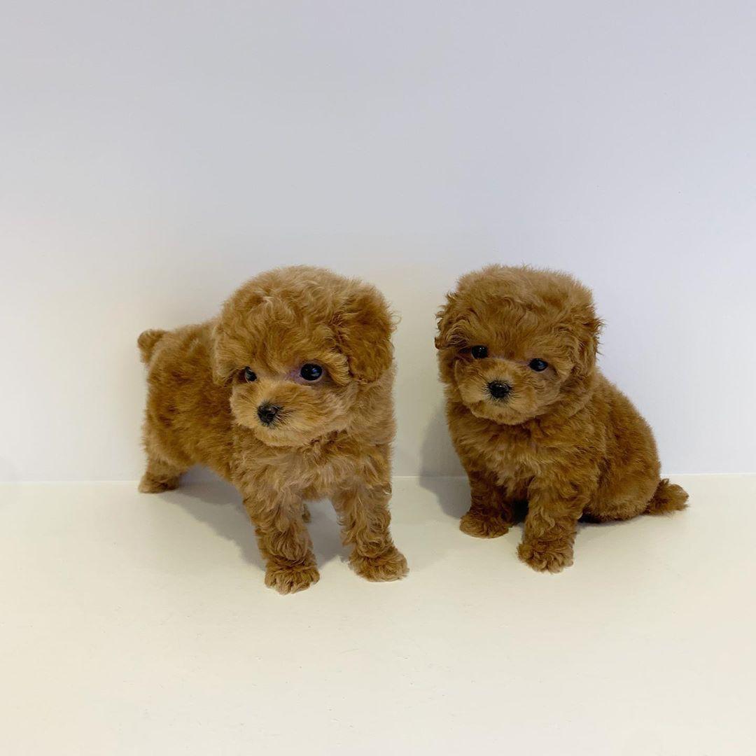 Toy Poodle Puppies For Sale