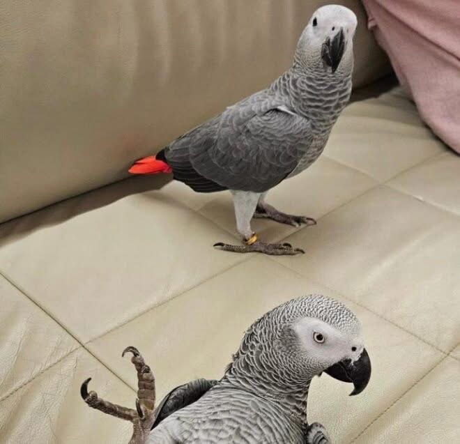 African grey parrots for sale