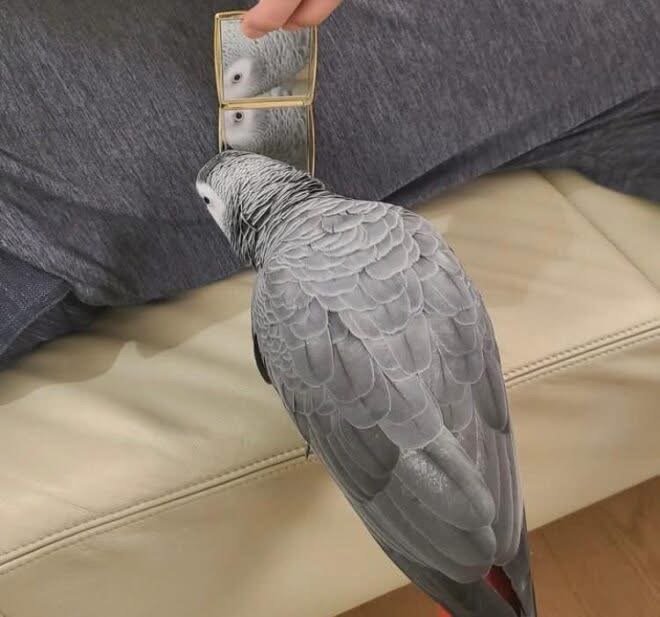 African grey parrots for sale