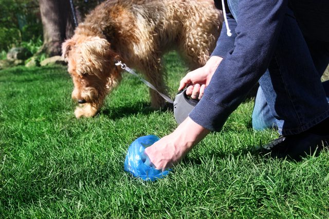 Residential Pet Waste Removal Service