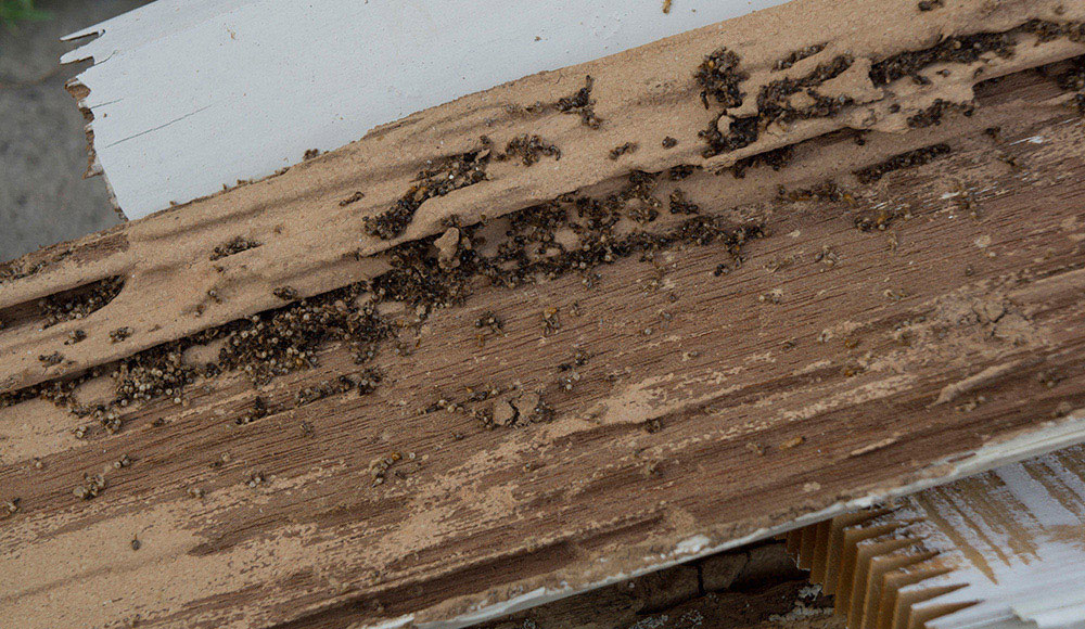 Safe & Effective Termite Inspections and Extermination in Fresno, TX