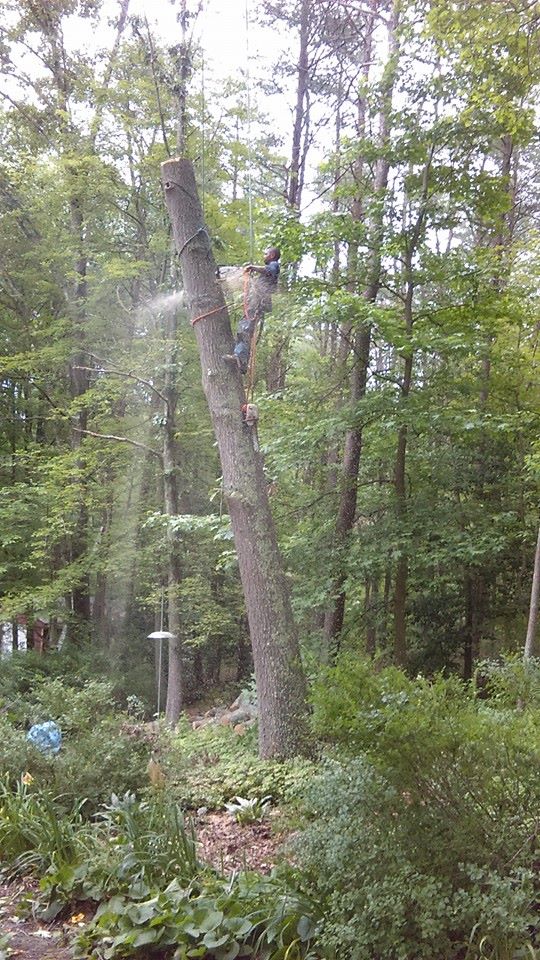 Furr's Tree & Landscaping