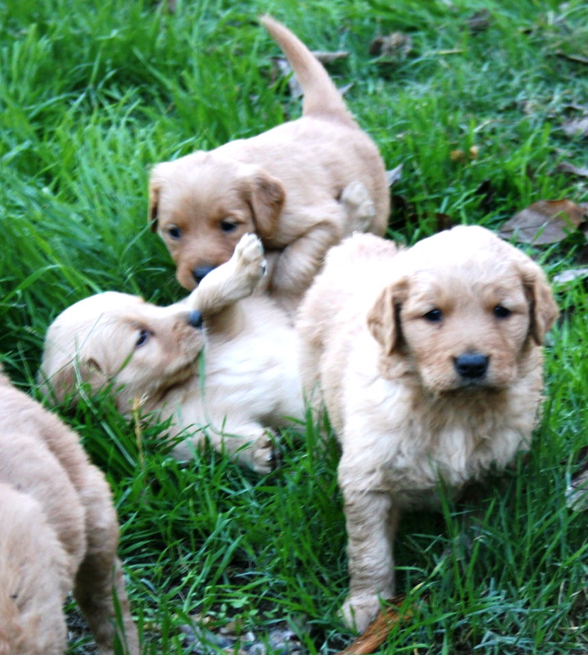 PennySaver | Golden Retriever Puppies in Contra Costa ...