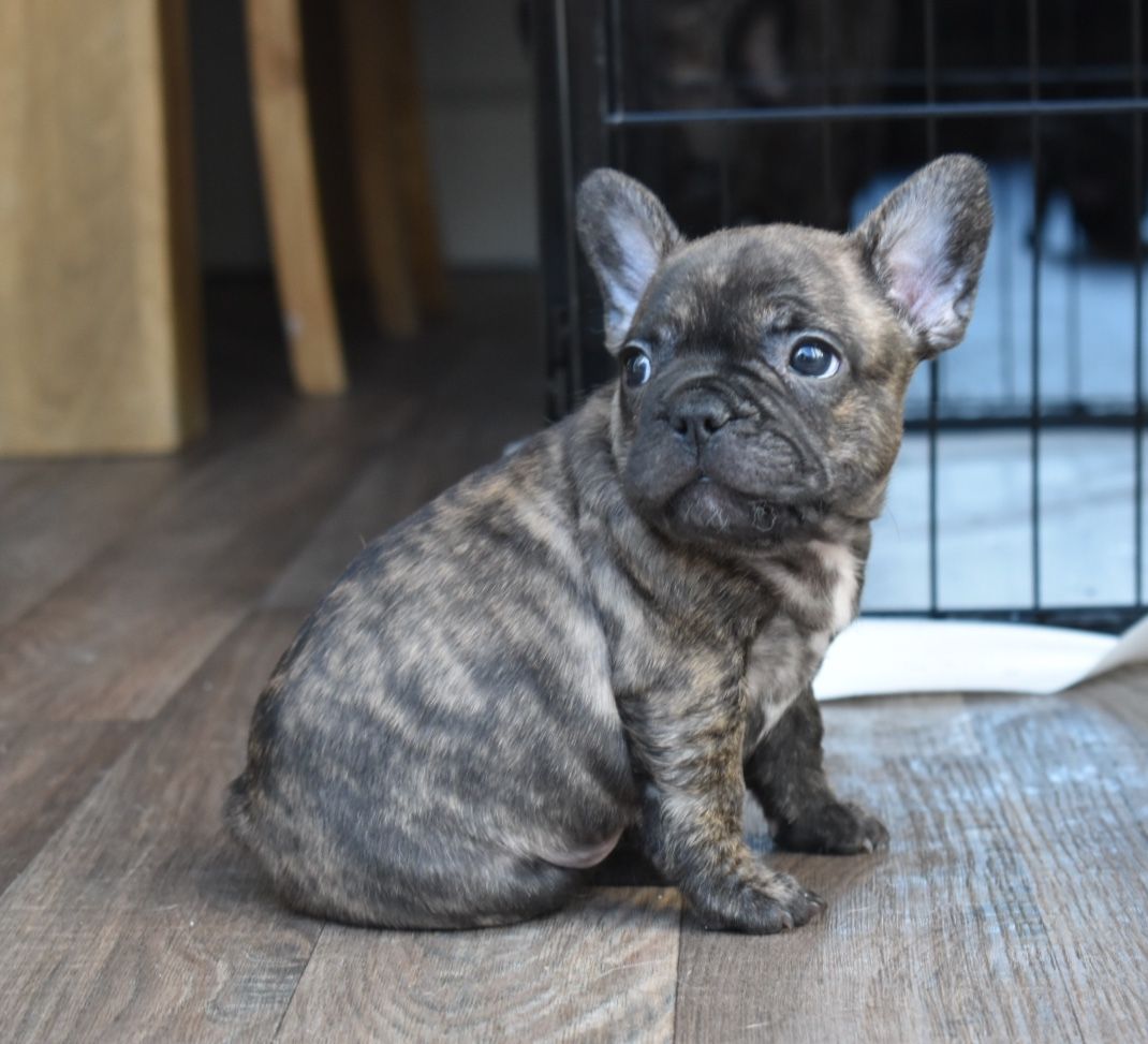 Pennysaver Pure Bred Bloodline Blue French Bulldog Pups In Cole