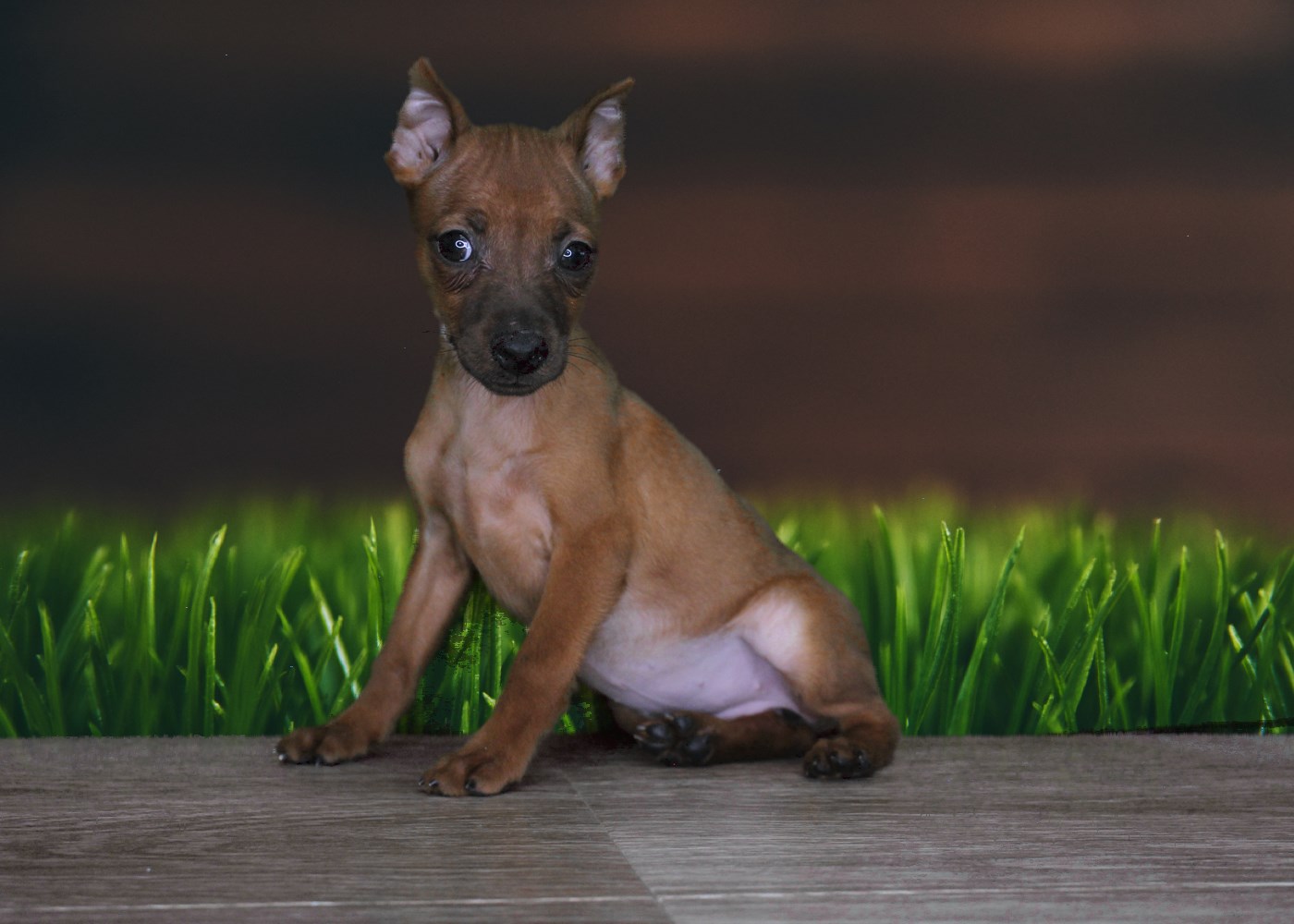 Female Miniature Pinscher 9 weeks!