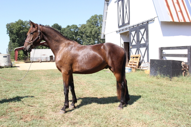 Georgian Grande /Friesian /Saddlebred /Sporthorse