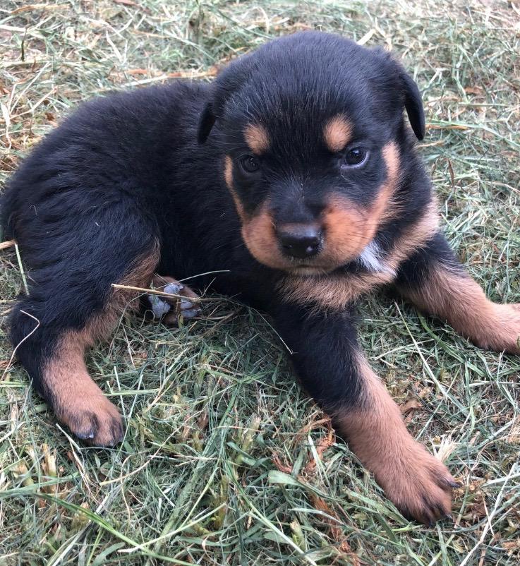 PennySaver | Rottweiler Puppies in Ventura, California, USA