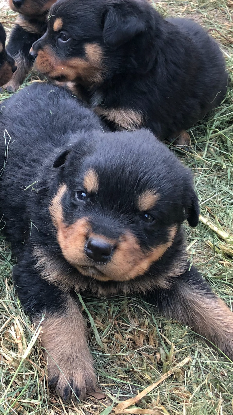 PennySaver | Rottweiler Puppies in Ventura, California, USA
