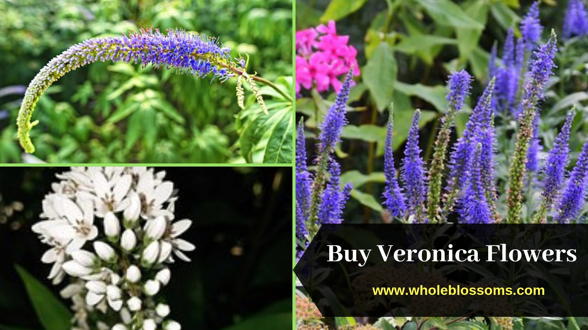 Order Blue, Purple, and White veronica Flowers at the Discount Price