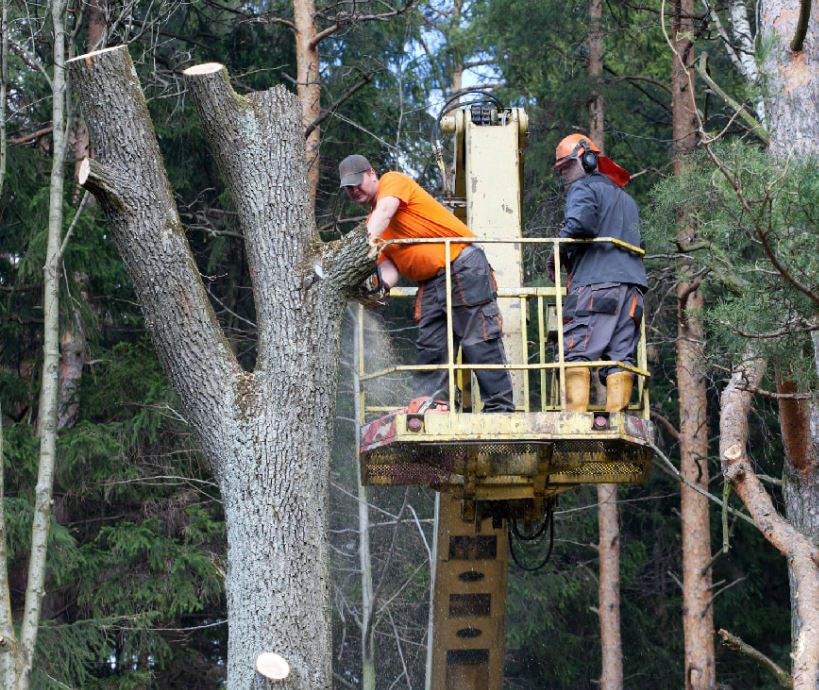Tree Services SLC
