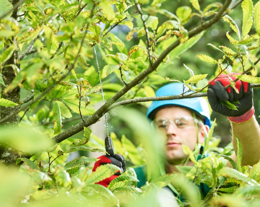 Tree Services SLC
