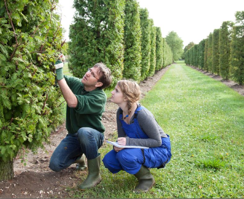 Tree Services SLC
