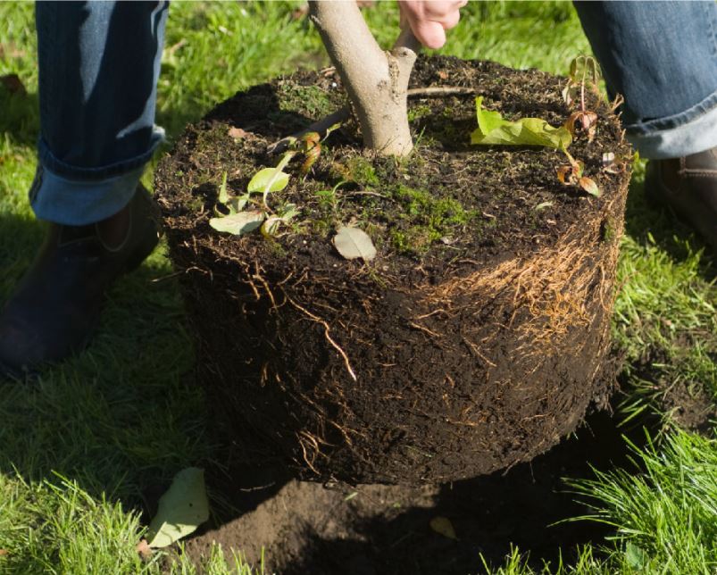 Tree Services SLC