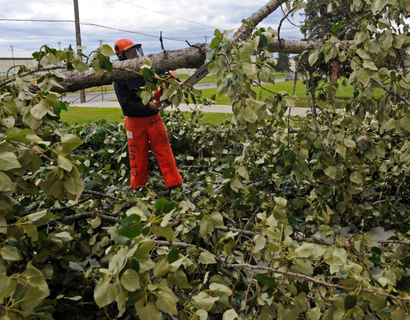 Tree Services SLC